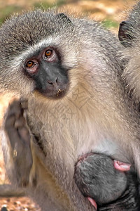 南非克鲁格公园克鲁格公园南非洲游猴主题生态系统野动物图片