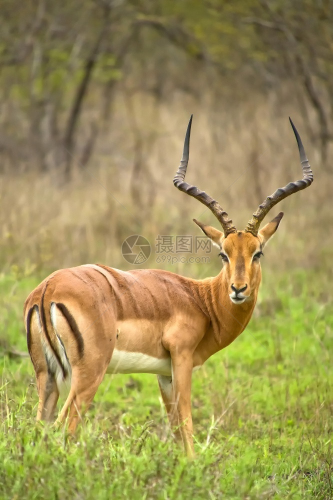 野生动物黑斑羚Aepycerosmelampusmelampus克鲁格公园南非洲生态系统物多样图片