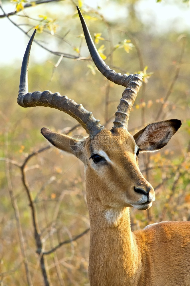 美丽栖息地野生动物黑斑羚Aepycerosmelampusmelampus克鲁格公园南非洲图片