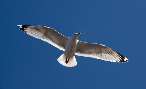蓝色的海鸥在天飞翔灵感爪子图片