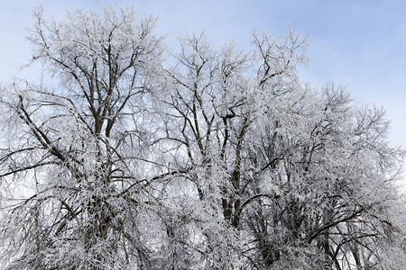 植物景观干净的森林冬季的枯萎树木覆盖着厚层雪和冻霜寒冬中冷特别是冬季大自然降温树木色背景图片