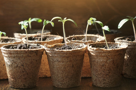 种子草本园艺概念泥炭盆中的番茄幼苗园艺概念泥炭盆中的番茄幼苗夏天图片