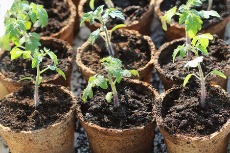 自然梨锅种植概念中的小番茄幼苗芽叶子温室图片