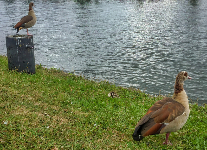 棕色的草地景观河边两只鸭子在阿姆斯特丹图片