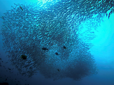 水下蓝色的光线鱼学校热带图片