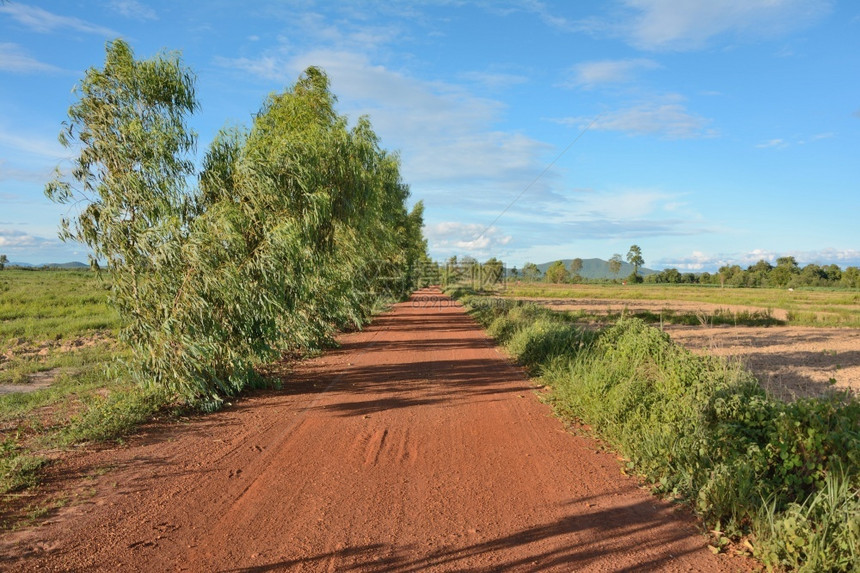 泰国农村的泥土道路背景中有一棵树草植物美丽的图片