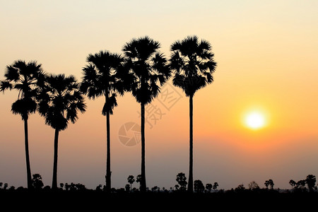 棕榈夕阳假期太晴天图片