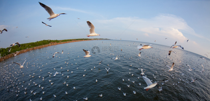 团体翱翔泰国的海鸥在上飞过岸图片