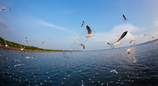 泰国的海鸥在上飞过天空明亮的图片
