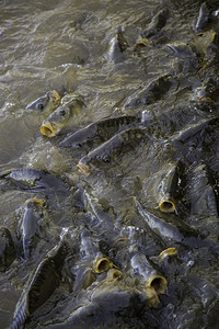 许多鱼吃野生河类捕许多吃鲨框架黑色的图片