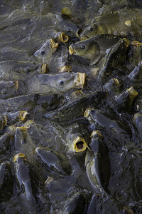 许多鱼吃野生河类捕许多吃鲨泰国饥饿的背景图片