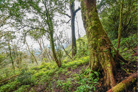郁葱泰国热带雨林植物的美丽景色塔里亚热带雨林苔藓存在图片