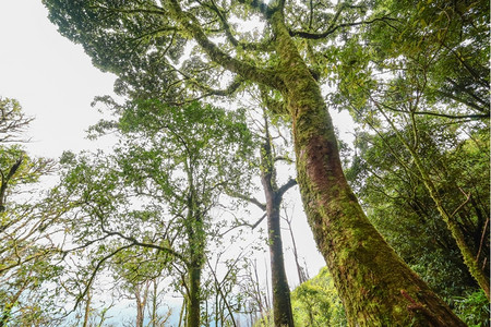 泰国热带雨林植物的美丽景色塔里亚热带雨林森根苔藓图片
