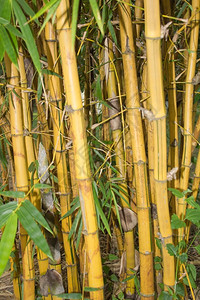 禅草花的竹树图片