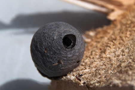 幼虫独特小黄蜂巢在木的原上建造野生动物图片