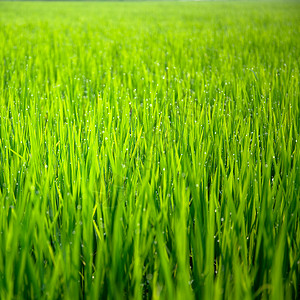 收成种植园射线农庄中稻芽背景降水高清图片