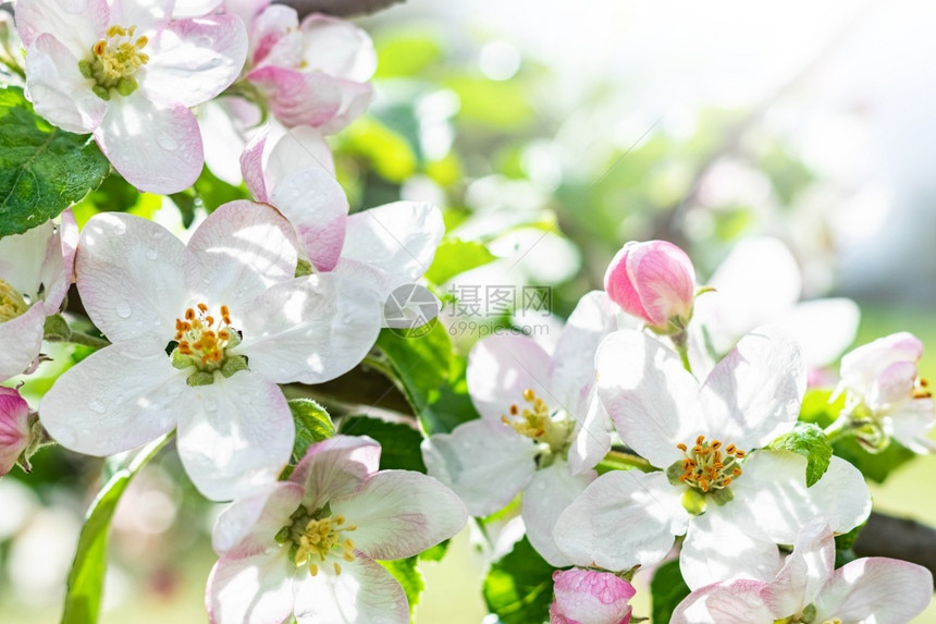 叶子春天开满白花的苹果树园里开满白的苹果树春天开满白花的苹果树盛开朵图片