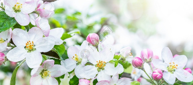 细节开花白色的春天盛开苹果树图片
