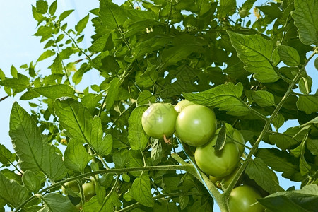 营养夏天高绿色西红柿植物在温室中生长从下面看方形图片