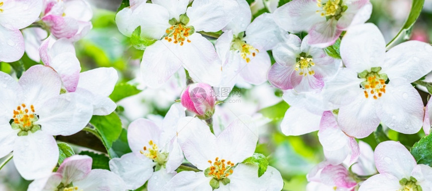 盛开天墙纸一棵苹果树的白花特写在园里开的苹果树一棵的白花特写图片