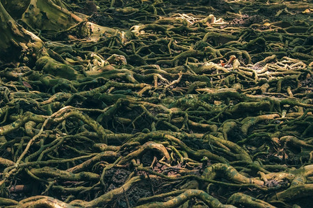 红树林上的许多根用于粘合荒野春天户外图片