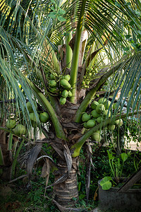 外部关闭椰子树上的新鲜群果汁收藏图片