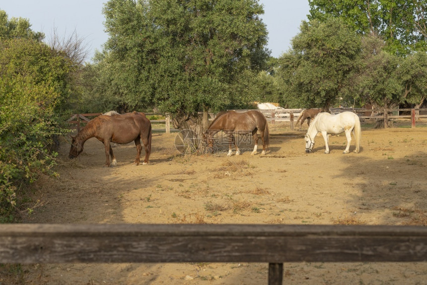 马群在牧场的畜栏里稳定品种草图片