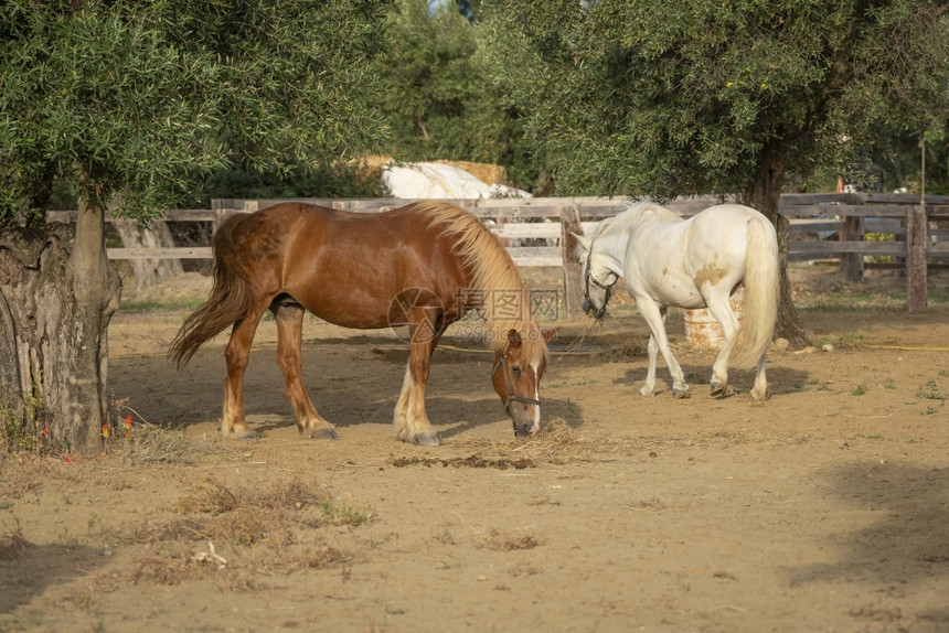 跑步场地两匹马骑在牧场的野牛圈里乡村图片