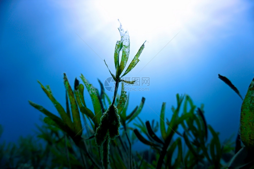 假期海天空美丽的水下植物图片