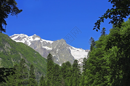 高加索人白色的山峰在雪下和清蓝天空以及绿林的夏季前景之树图片