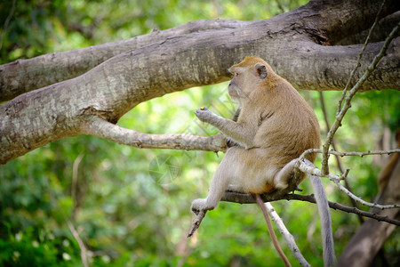 猕猴散景毛茸的子坐在树上生活泰国的天然森林中有写作的空间图片