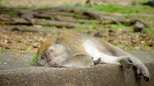 食梦者玛利猴子睡在地上泰国的天然森林里生活着自然荒野猿类背景