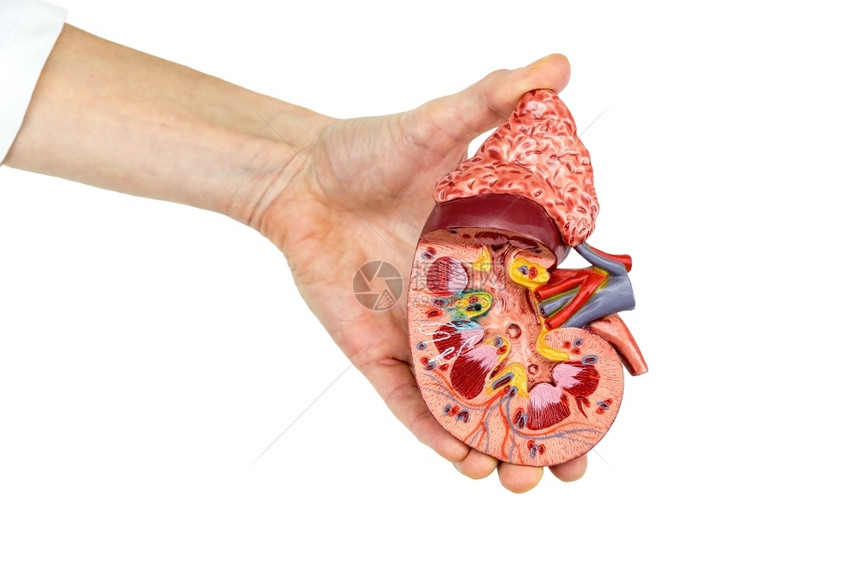 手术科学女握着白底隔离的露天人体肾脏模型白色的图片