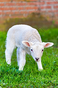 新出生的白羊羔以绿色草地为代表春天新生的白羊羔站在草原上放牧结石砖图片