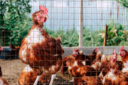 食物鸡肉在泰国传统免费牧场家禽养殖的画面夏天农业图片