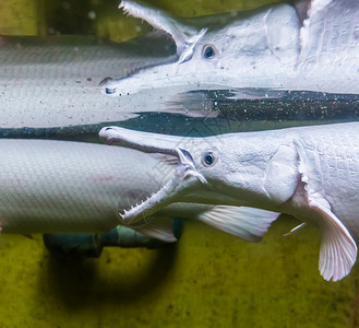 北苍术女成熟鱼的尖牙来自美洲的热带物种在水中鱼的尖牙和热带树种上成人背景