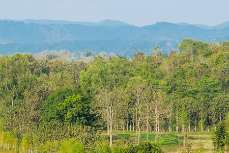 木头春季自然背景林乡村地貌绿树和蓝天空背景户外观图片