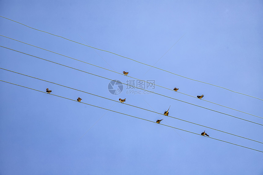 电气许多鸟儿坐在电线缆上向看水平旅行蓝色的图片