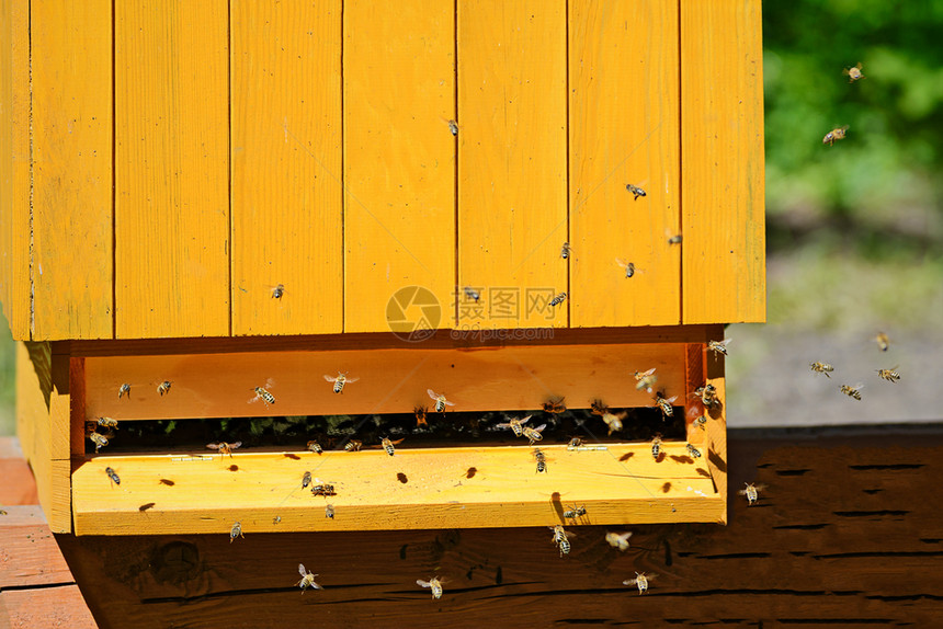 蜜蜂盒子自然一只群在阳光明媚的天气和紧闭中飞向蜂巢图片