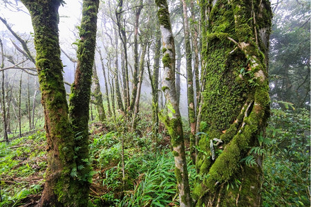 蕨类宁静闪电泰国热带雨林植物的美丽景色塔里亚热带雨林图片