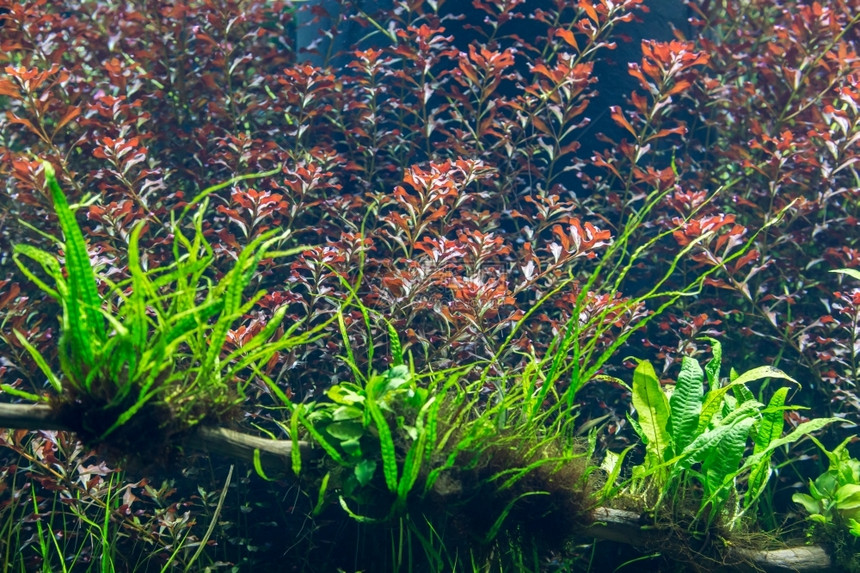 气泡水生植物自然具有水栽草叶和动物装饰背景的水族馆图片