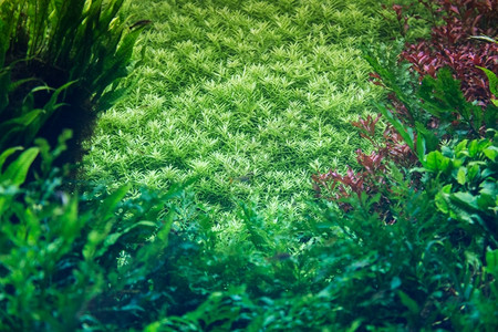 枝条具有水栽草叶和动物装饰背景的水族馆湖绿色图片