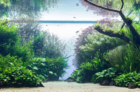 具有水栽草叶和动物装饰背景的水族馆叶子湖分支图片