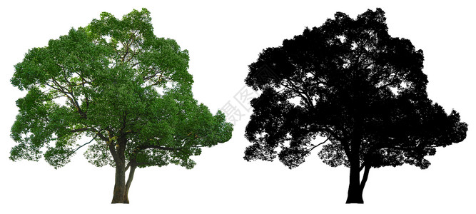 葱茏以白色背景隔离的黑阿尔法面罩长生天然绿叶树晴子图片