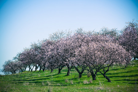 明亮的春蓝天粉红花蜜桃树园作为背景植物绿色图片
