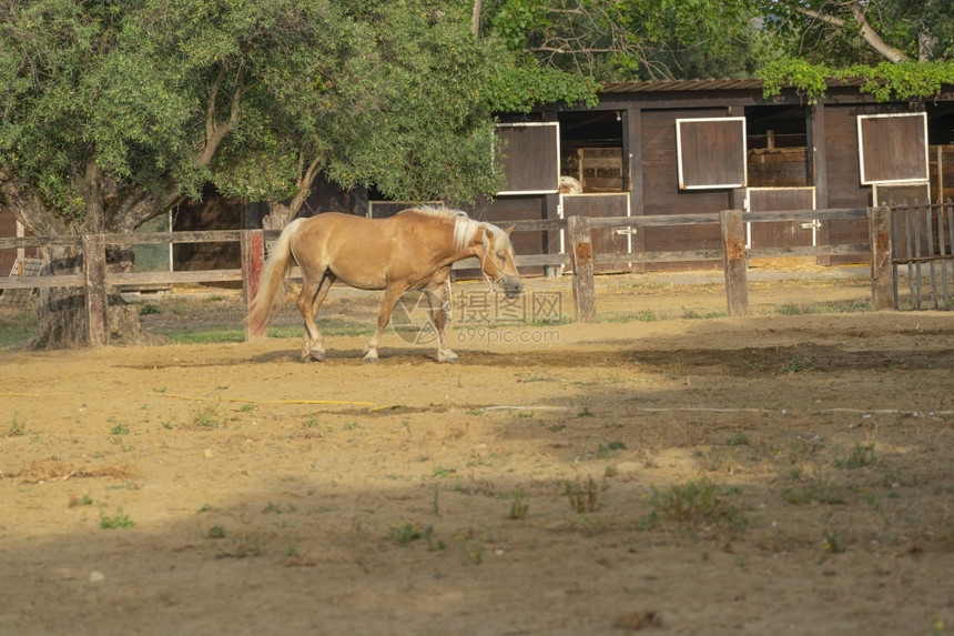 骑士情感乡村的马在牧场野牛圈里图片