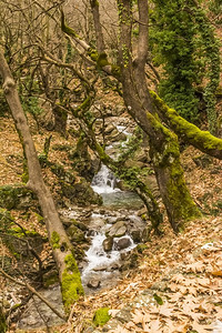 途径流动乡村的冬季一小条溪在森林中过冬图片