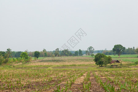 绿色土地景观甘蔗种植区生产糖一个小房子在作物区图片