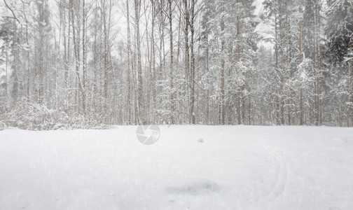 冬天上次下雪后公园的树上白雪木气候图片