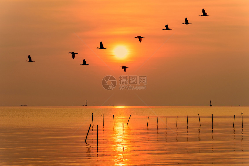 一种风景优美海鸥的一锁鸟在条线上飞过明黄太阳在橙色光亮的天空和阳中飞行反映日出落背景泰国海鸥在日落晒时直行横穿的海洋美丽自然景观图片